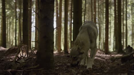 A-wolfhound-sniffs-in-the-forest