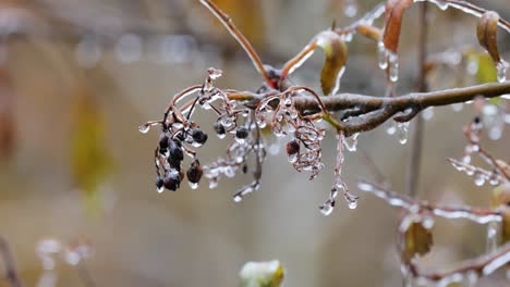 Leaves-and-branches-of-the-tree-froze-during-the-first-morning-frost-in-late-autumn.