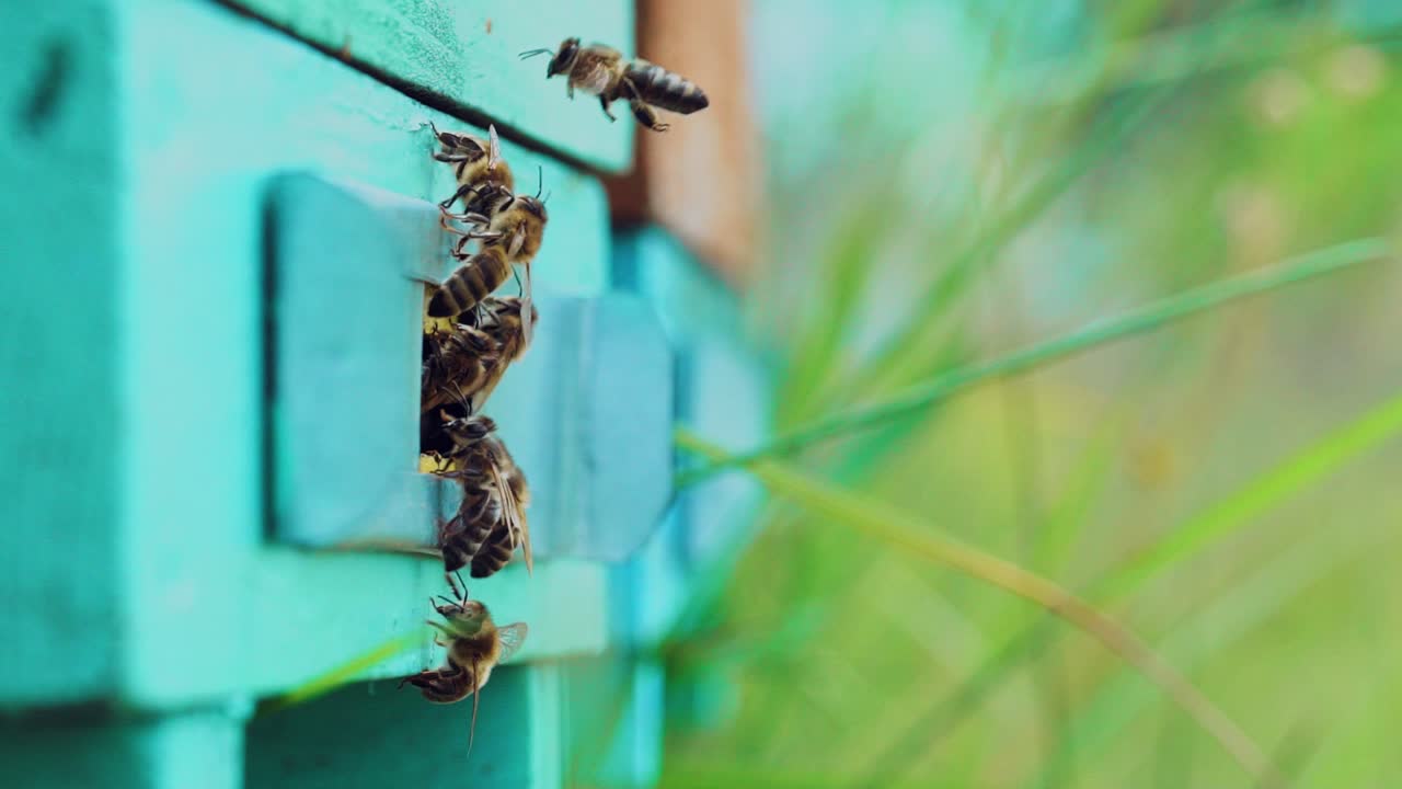 Slow shot of working bees near the entrance of a wooden hive doorway. Blue beehive and busy insects crawling in and out of it in summer. Macro shot