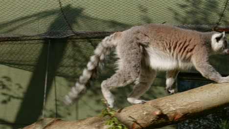 環尾<unk> (英語:ring-tailed lemur) 是一個動物