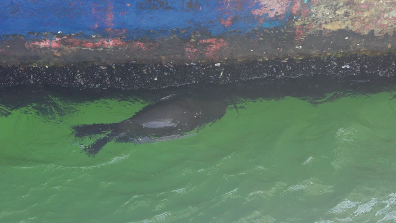 Cape fur seals swimming alongside the pier