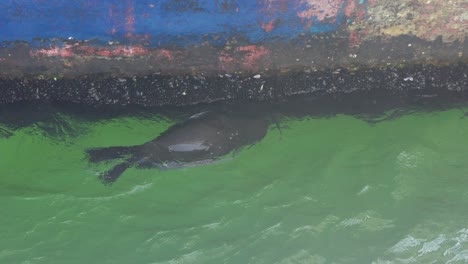 cape fur seals swimming alongside the pier