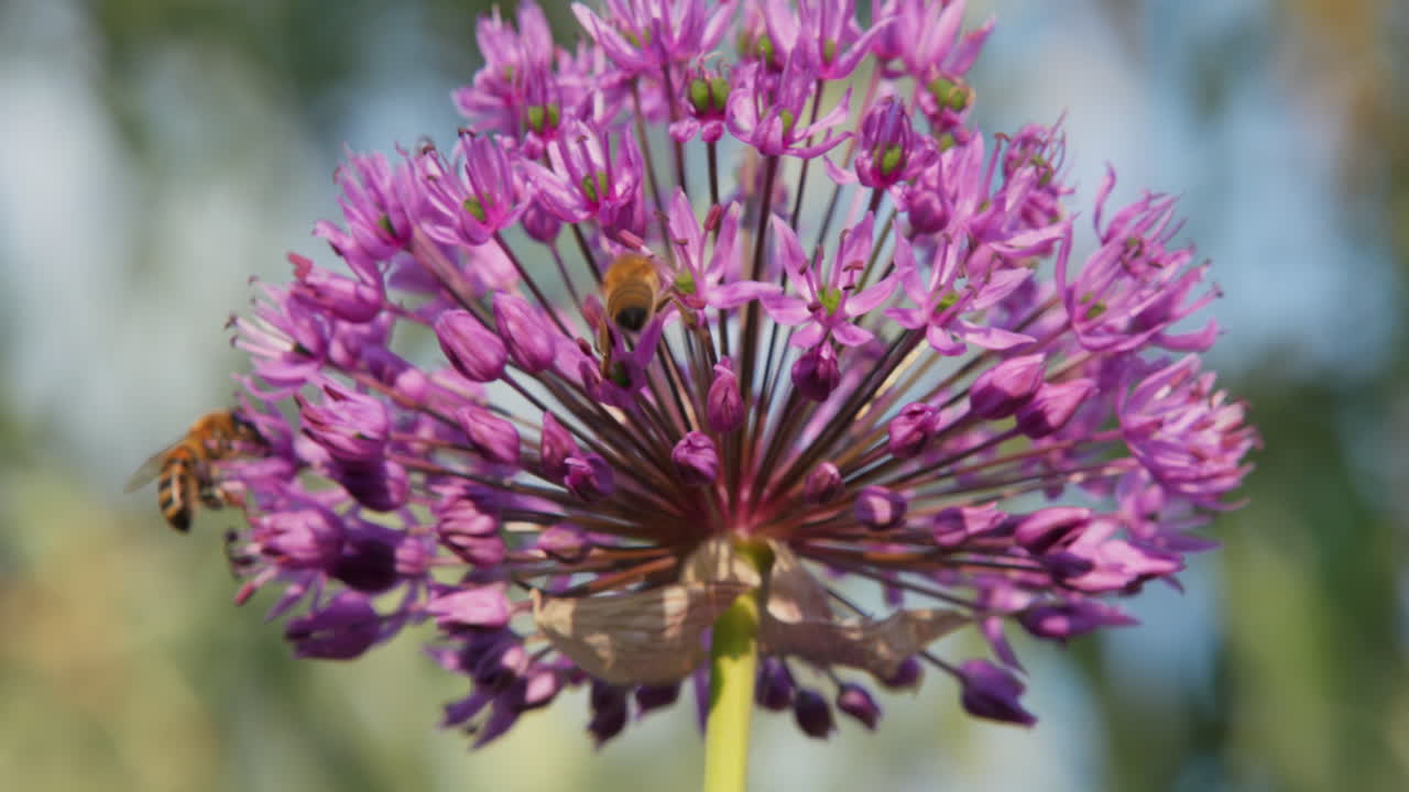 las abejas recogen néctar en una gran flor púrpura