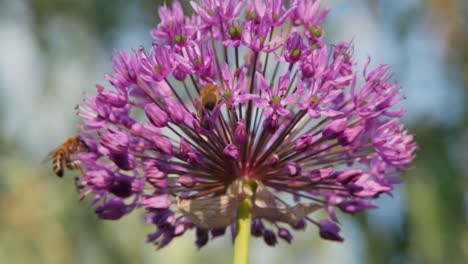 bees collect nectar on a large purple flower