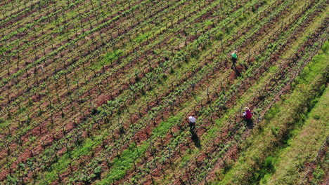 Aerial-drone-view-of-farmers-working-in-vineyard-fields-in-Tuscany,-Italy