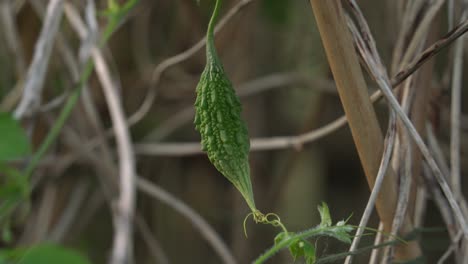 great close up shot of cerasee kerala bitter melon plant with kerala hanging from vines used to make herbal healthy teagood for weight loss