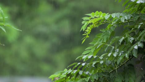 Gotas-De-Lluvia-Cayendo-Sobre-Plantas-Y-árboles,-Primer-Plano