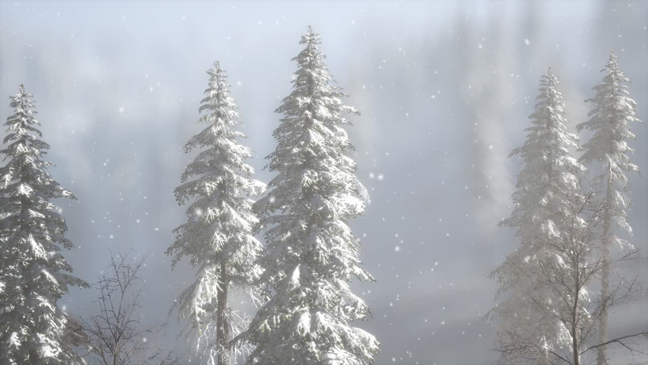 туманный туман в сосновом лесу на горных склонах