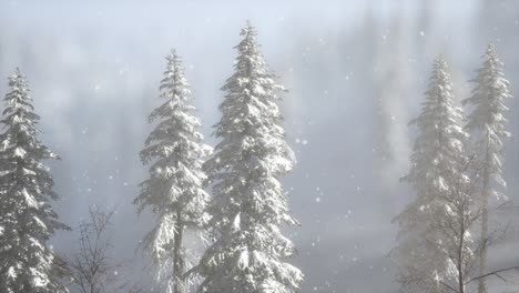 Misty-fog-in-pine-forest-on-mountain-slopes