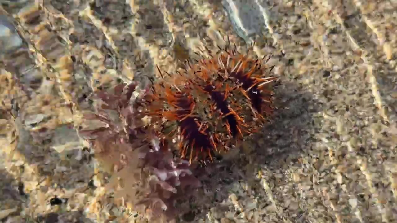 Riccio di mare posato sul fondale sabbioso in acque poco profonde