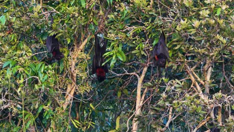 flying foxes hang from tree branches in a dense, sunlit forest, showcasing natural behavior and habitat