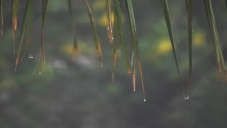 Arecaceae-Palmenblätter,-Die-Mit-Hintergrund-Bokeh-Unschärfe-Und-Fallenden-Regentropfen-Schwanken