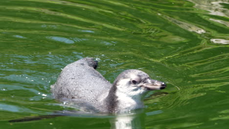 Cerca-De-Dulce-Pingüino-Salvaje-Nadando-En-Un-Lago-Natural-Y-Rascándose-El-Cuerpo-Durante-El-Día-Soleado
