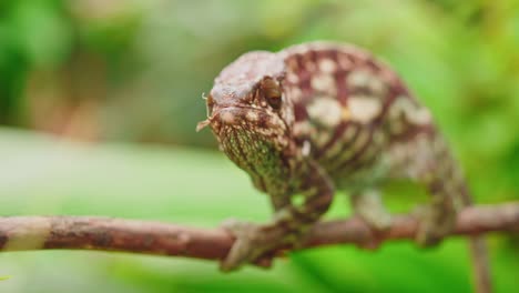 Wildlife-endemic-chameleon-on-branch-catching-grasshopper-with-long-tongue-in-super-slow-motion-in-rain-forest-in-Madagascar