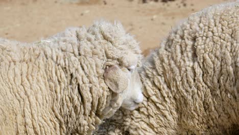 Pelzige-Weiße-Schafe,-Die-Gras-Auf-Einem-Hof-Kauen