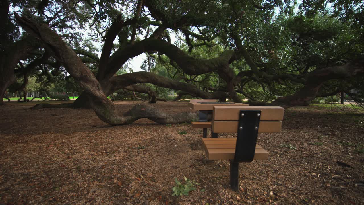 피크닉 지역 을 가진 공원 에 있는 거대 한 오크 나무