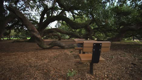 árboles de roble masivos en un parque con área de picnic