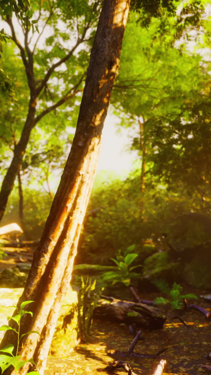 солнечная лесная тропа