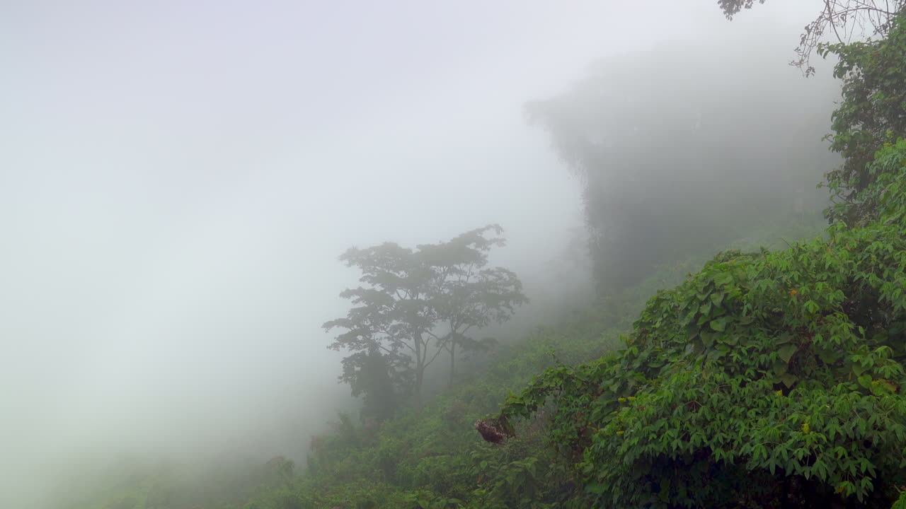 안개 는 두꺼운 초록색 열대 우림 의 언덕 을 빠르게 지나간다