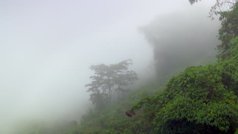 mist quickly moving past thick green rainforest hillside