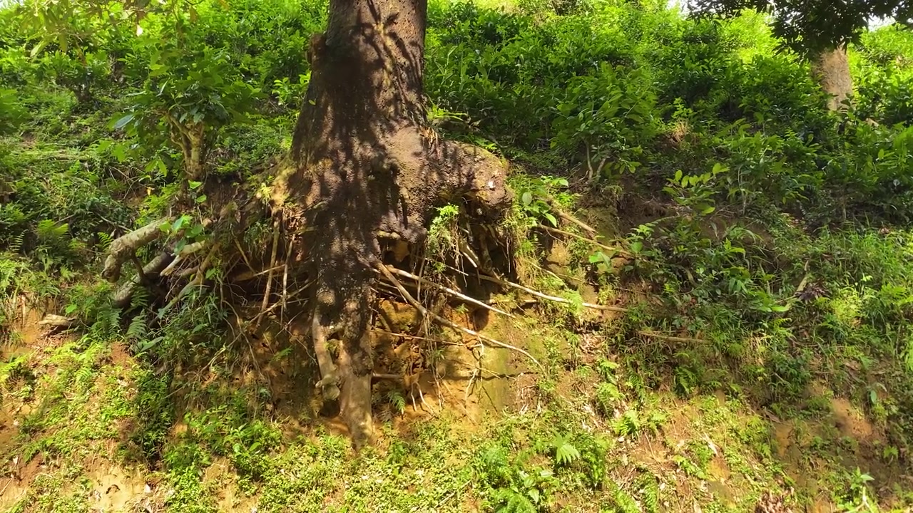 Radici di alberi esposte che si aggrappano a un pendio di terreno eroso in una fitta foresta, vista ambientale, ecologica e sull'erosione del suolo
