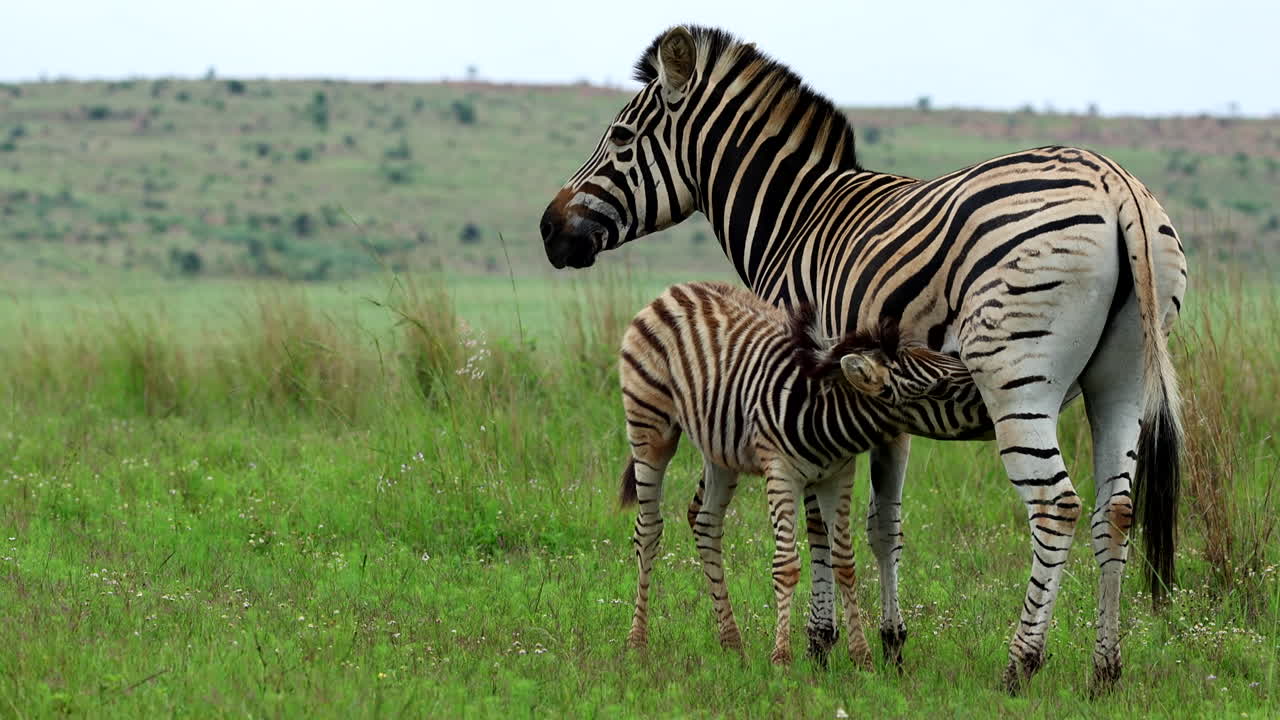 Juvenile Burchell's zebra foal drinking from its mother in field, telephoto