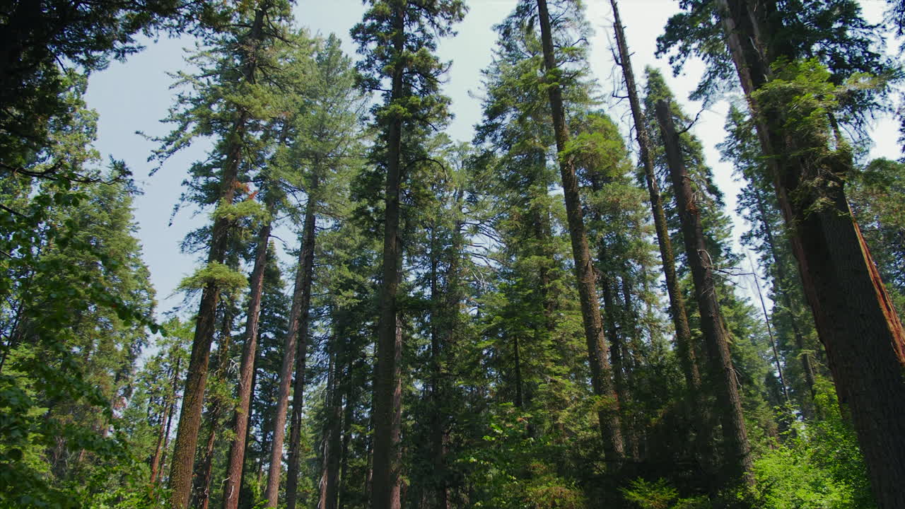 Panning up to the tree-line in Calaveras Big Trees State Park in California