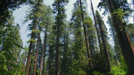 panning up to the tree-line in calaveras big trees state park in california