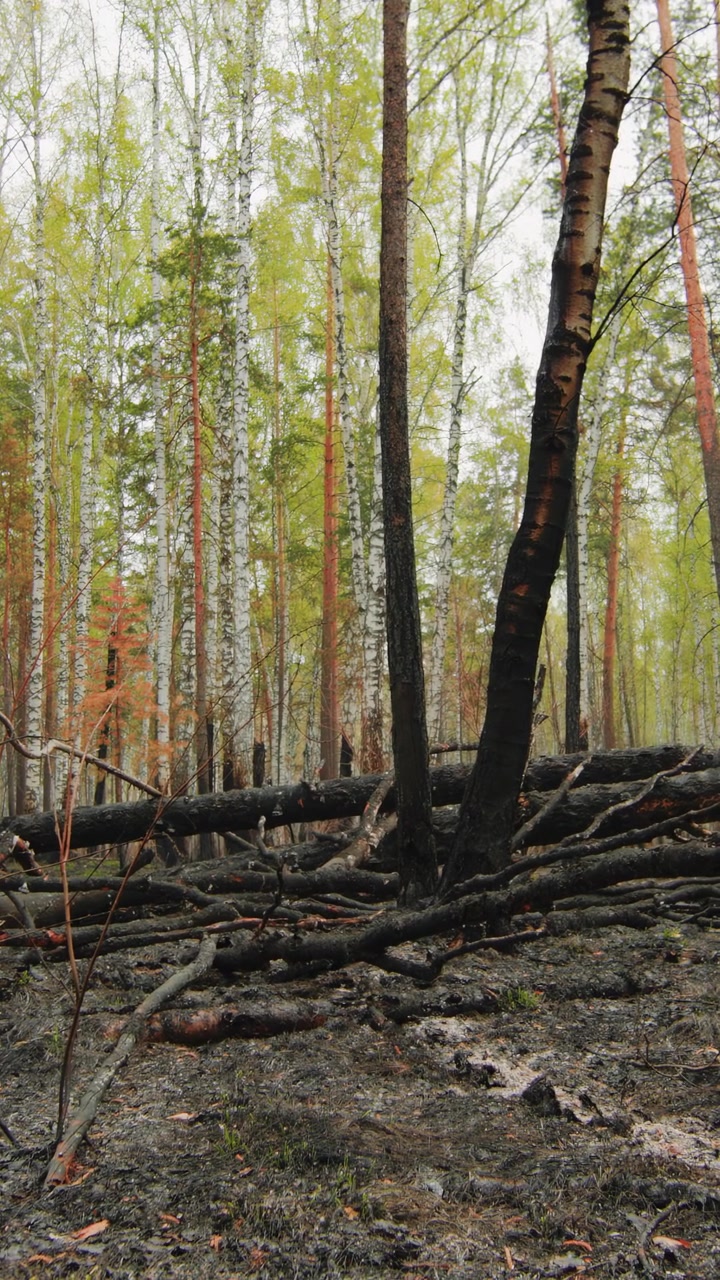 Suolo della foresta carbonizzato con pini in piedi e tronchi caduti, luce tenue del mattino che evidenzia la cenere sparsa. Clip stock.