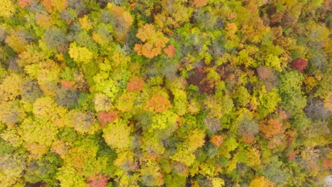 Trees-With-Multi-Colored-Foliage-In-National-Park-In-Quebec,-Canada