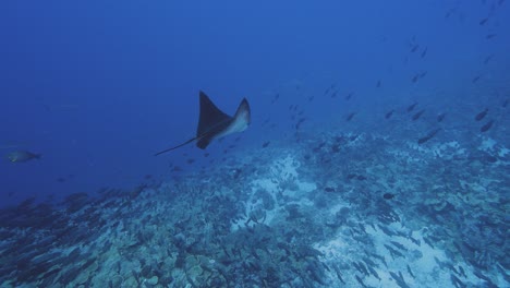 spotted eagle ray in clear blue water on a tropical reef at the atoll of fakarava, french polynesia - slow motion shot