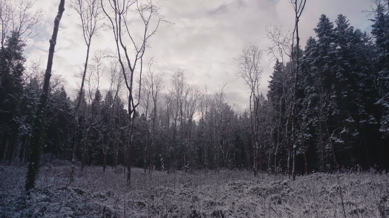 Cielo coperto su un cupo parco forestale durante la stagione invernale nevosa