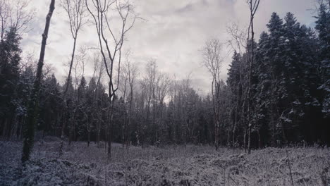 overcast sky over gloomy forest park during snowy winter season