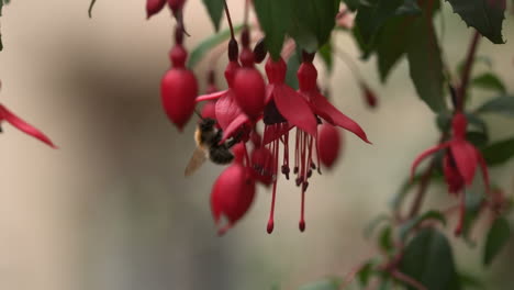primer plano de una abeja recolectando polen