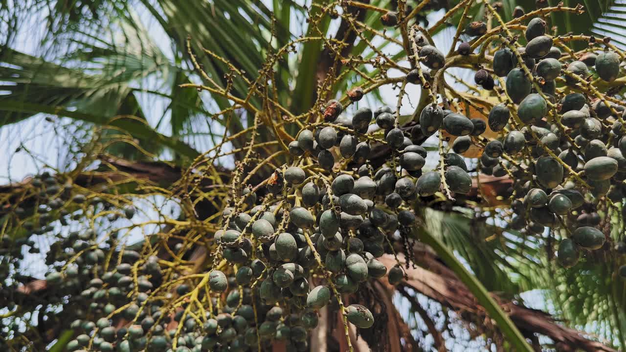 Orbiting shot of Chinese Fan Palm (Livistona chinensis) showcasing dense clusters of small oval fruits hanging from branching stems, with sunlight filtering through palm
