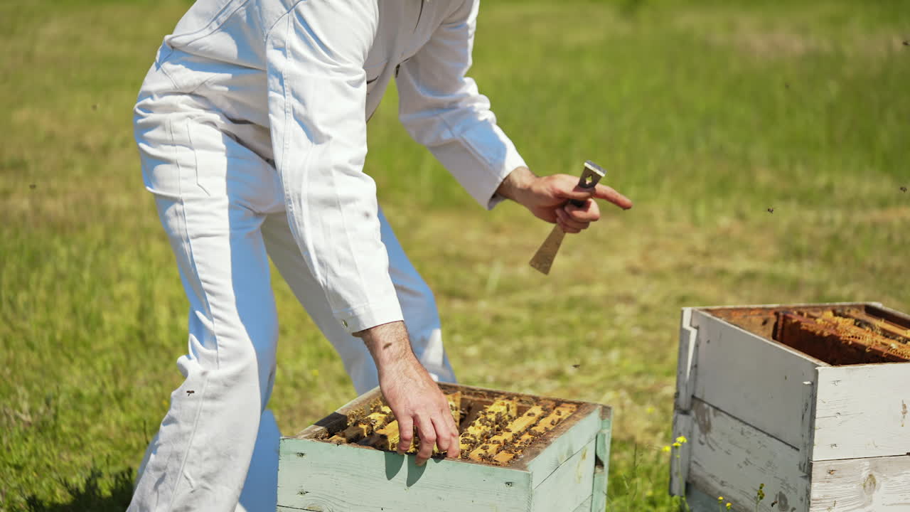 Beekeeper checking bees in a hive. Bee worker in white protective suit working on the apiary in summer time. Many bees flying.