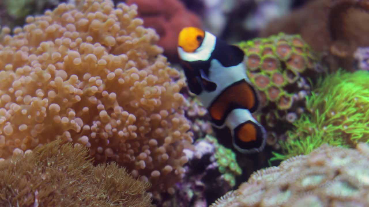 Pesce d'acqua salata d'attualità, pesce pagliaccio Anemonefish