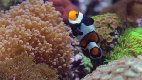 topical saltwater fish ,clownfish anemonefish