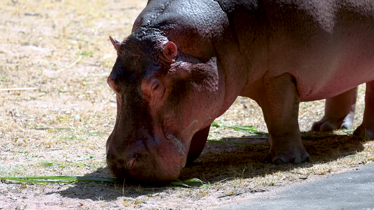 풀을 먹는 히포포타무스
