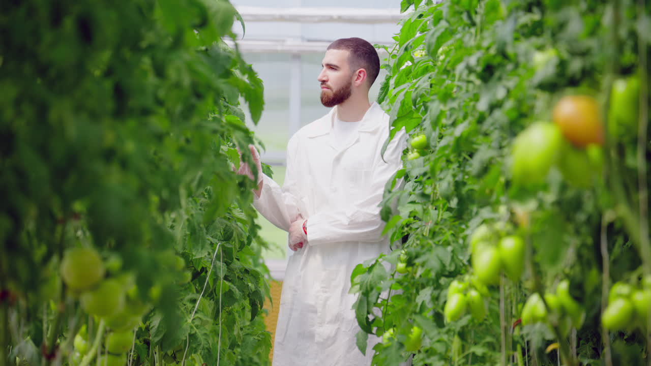 Laboratory technician in a white coat analysing tomatoes grown in a greenhouse