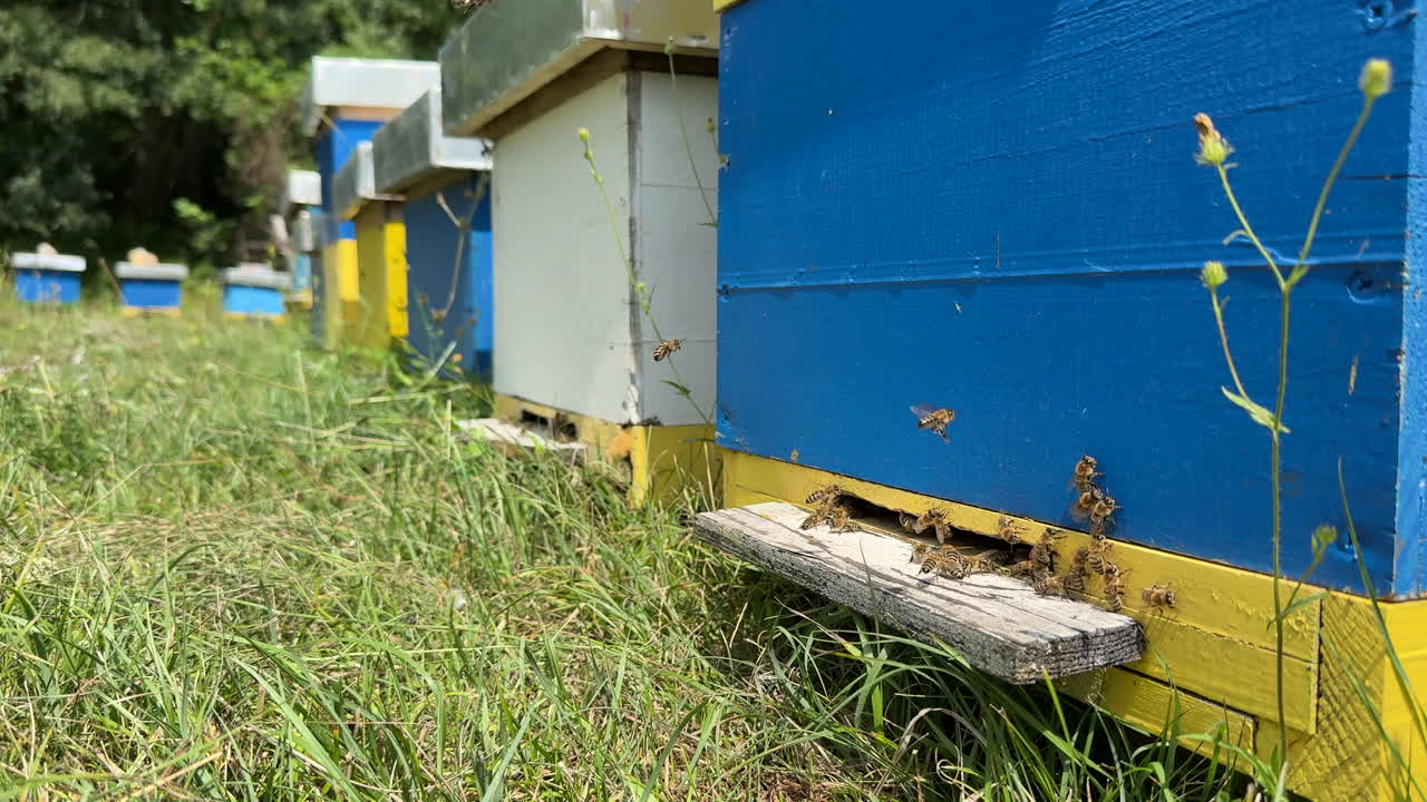 Beehives in a Sunny Field