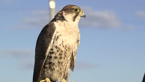 falconiere che tiene grande falco saker sul suo guanto in giornata di sole, falconeria, primo piano