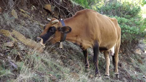cerca de una vaca marrón con la campana colgando en el cuello, comiendo hierba en un día de verano en las altas montañas