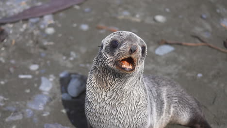 cachorro de foca de pelaje antártica