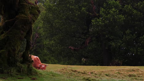 wide shot of brown cow walking on pasture during sunlight