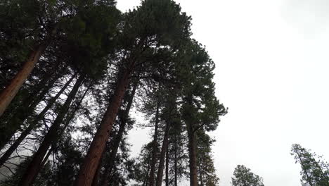 looking up at trees in yosemite valley during the day