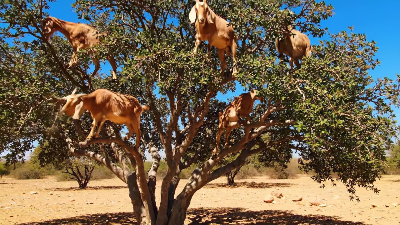 Goats in a Tree | Premium Stock Video Footage