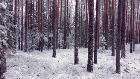 fly through pine trees in overcast cloudy winter day