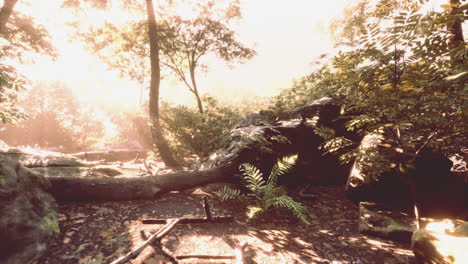 Sunbeam-shine-through-the-green-forest