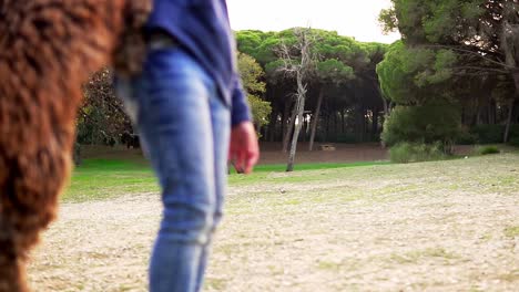 Toma-En-Cámara-Lenta-De-Un-Perro-Desaliñado-Saltando-Para-Obtener-La-Pelota-Del-Dueño